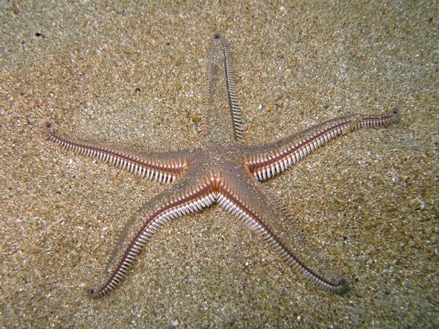 Astropecten bispinosus (Otto, 1823)